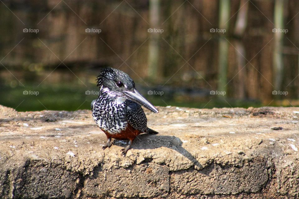 Giant kingfisher