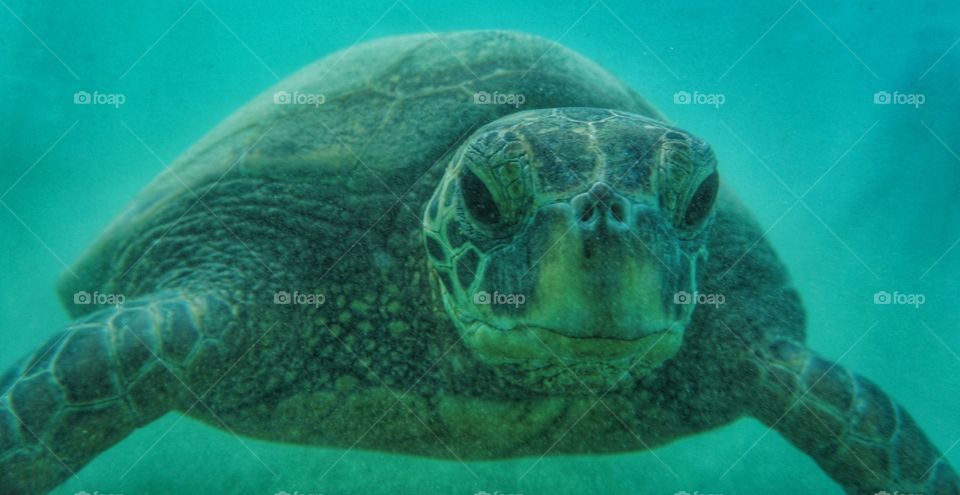 green sea turtle
