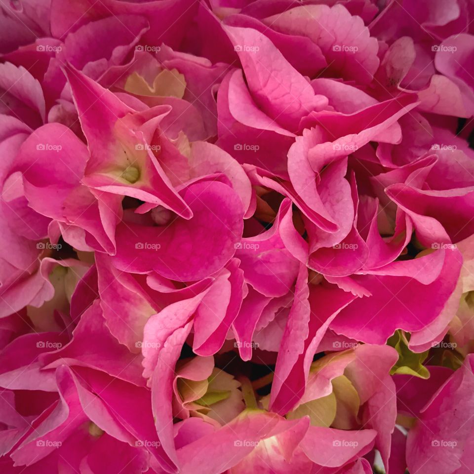 Pink Hydrangea 