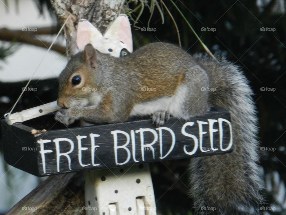 Squirrels and nature . Squirrel in my front yard 