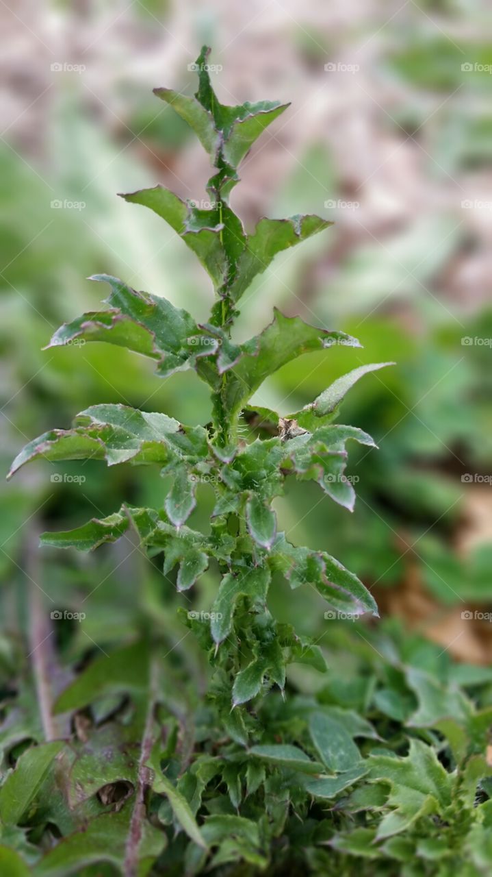 Thistle shoot