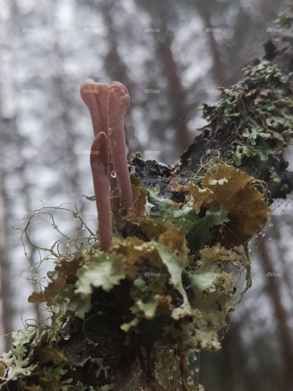 Pink lung lichen in branch