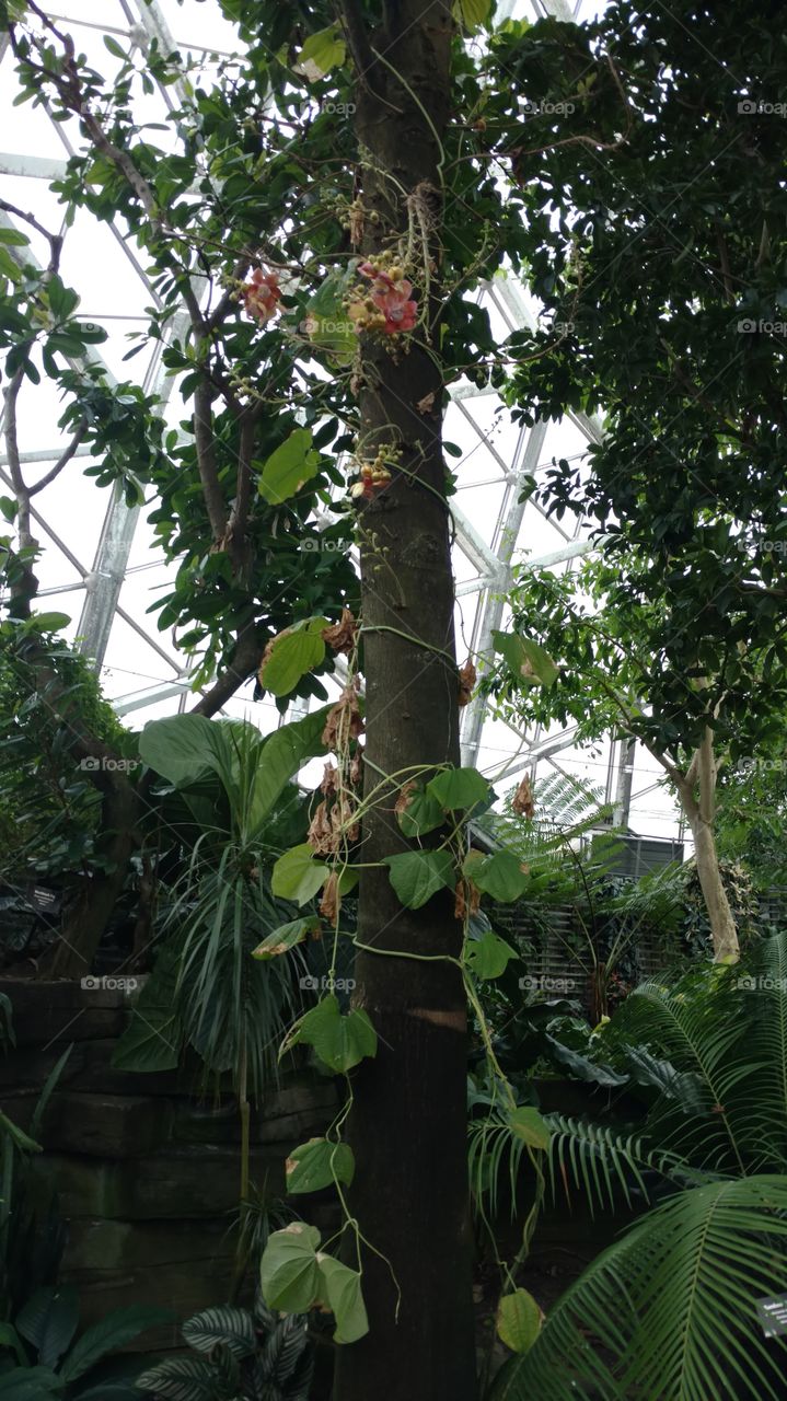 Flowering vine on a tree at Mitchell Park Horticultural Conservatory ("The Domes") in Milwaukee, Wisconsin