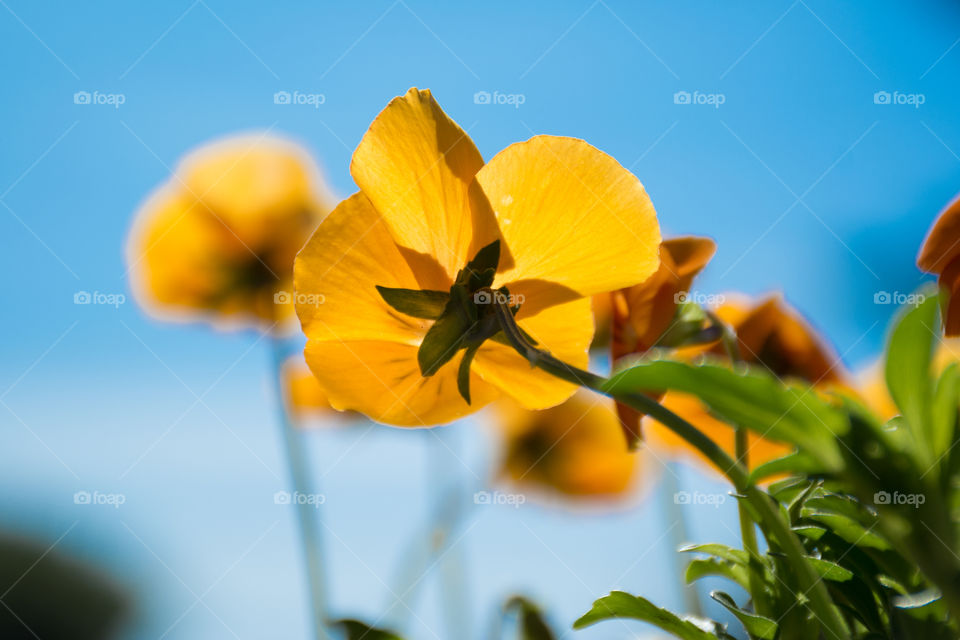 pansy flowers