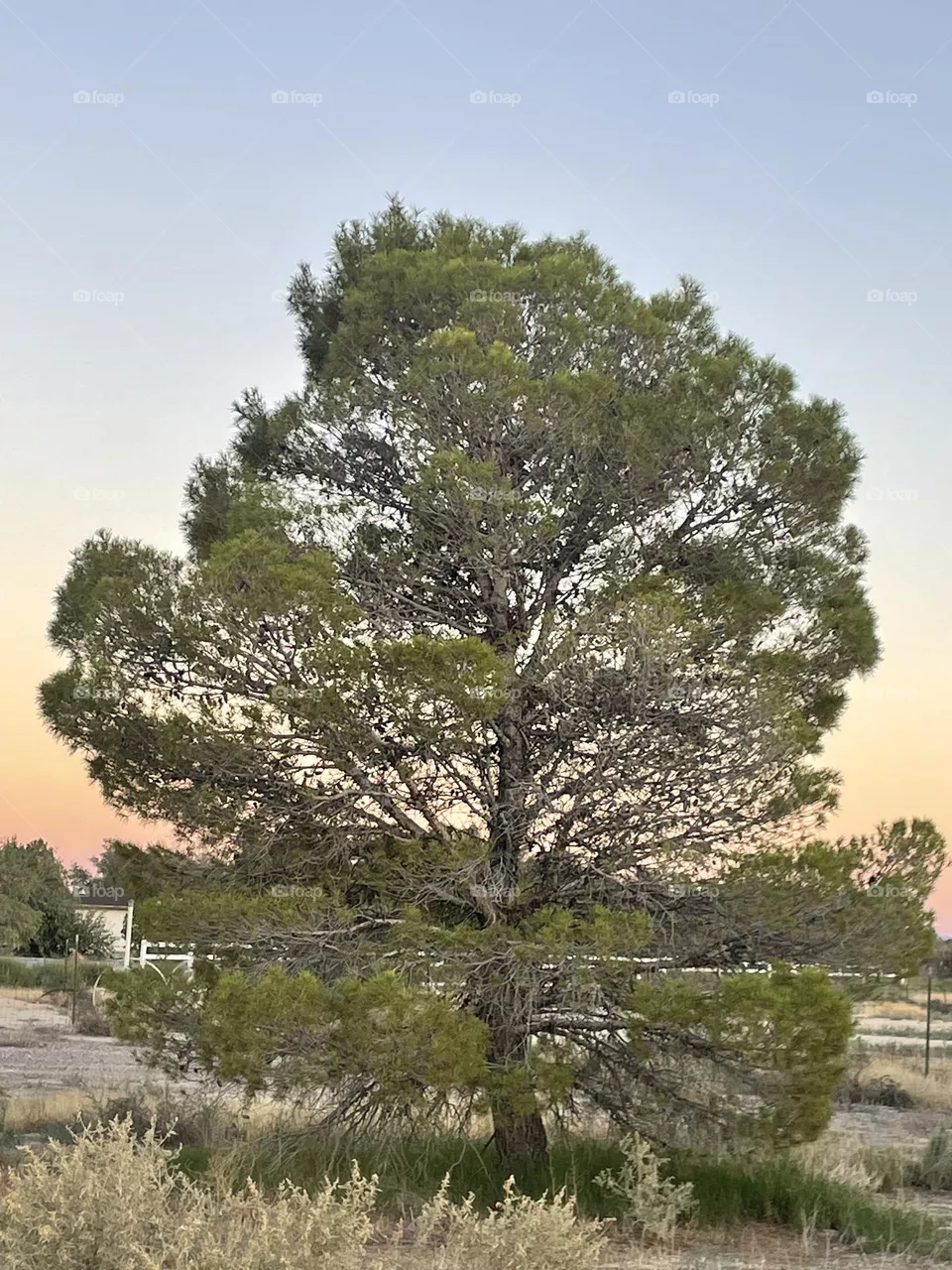 A big green pine tree with a orange and yellow sunset behind the tree. 
