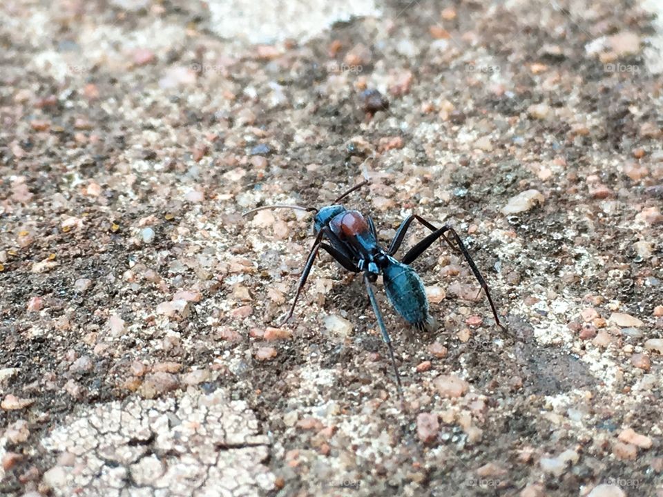A back view if a colourful worker ant crawling away from the camera 