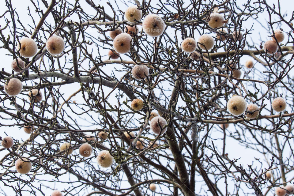 Frost on apple tree - frosty fruit .
Äppelträd 