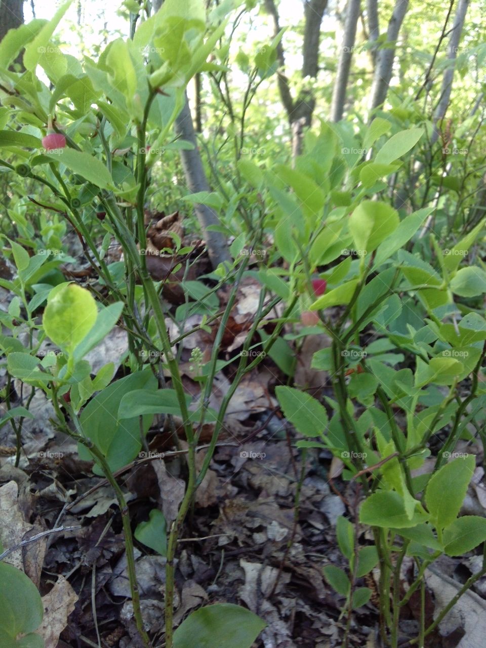 wild blueberries