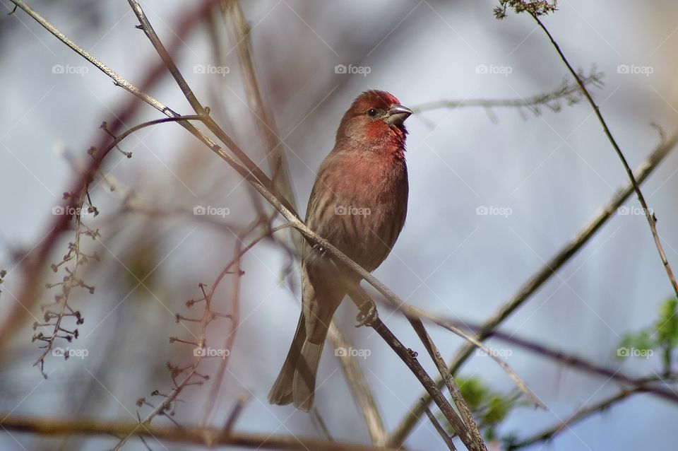 Bird on Branch