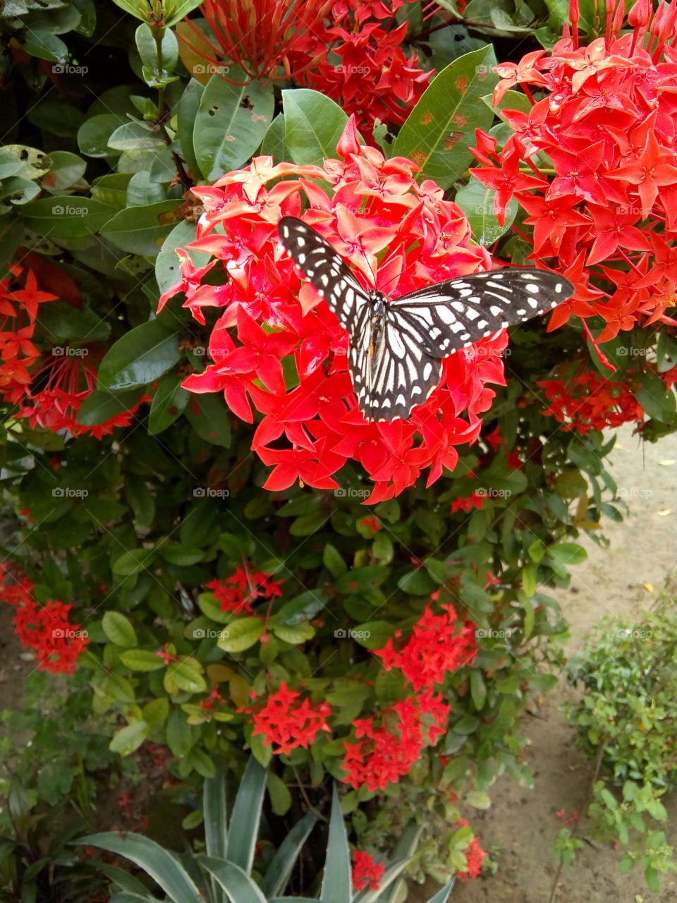 BUTTERFLY COLLECT HONEY.