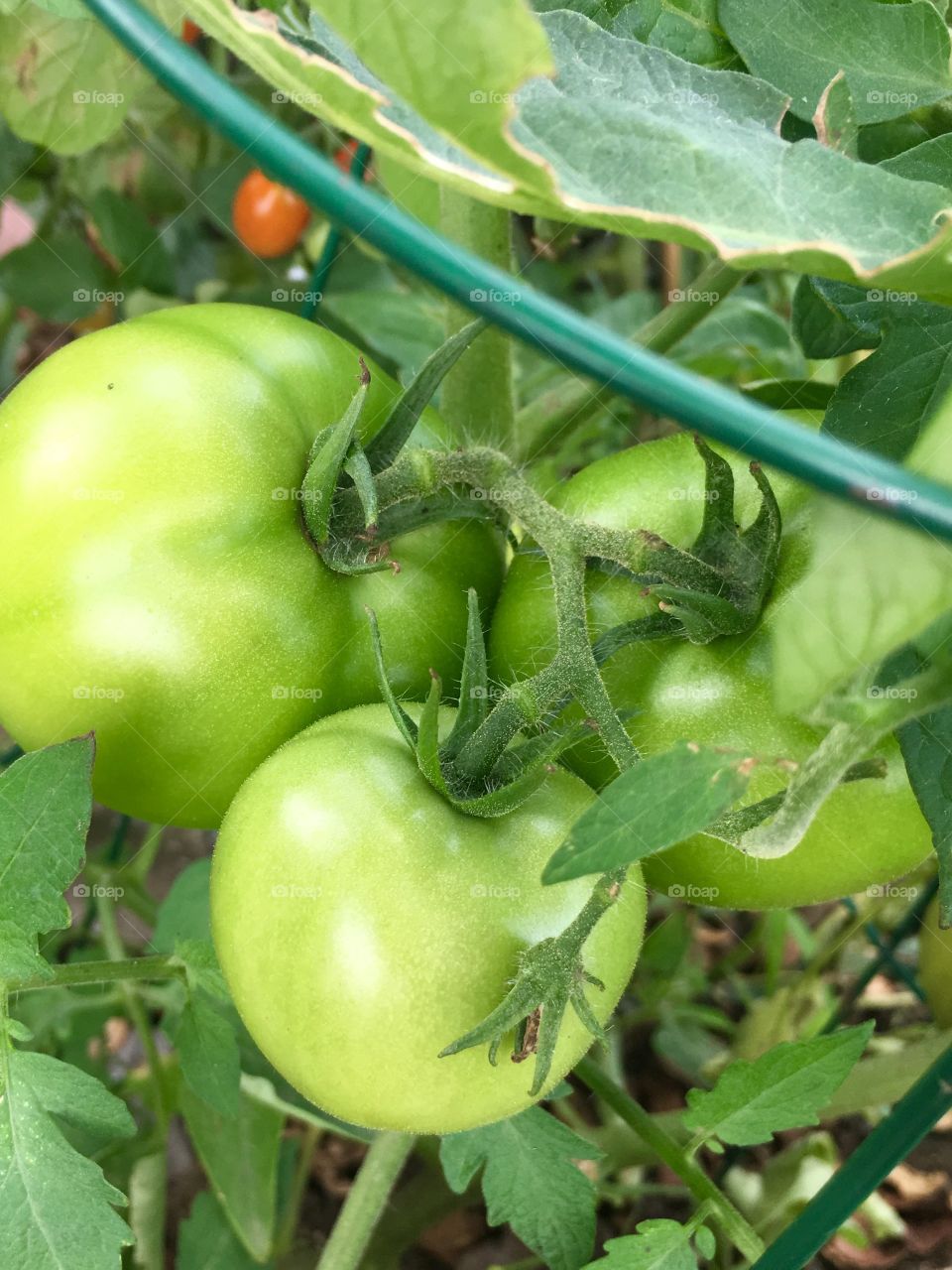 Green Tomatoes on the Vine