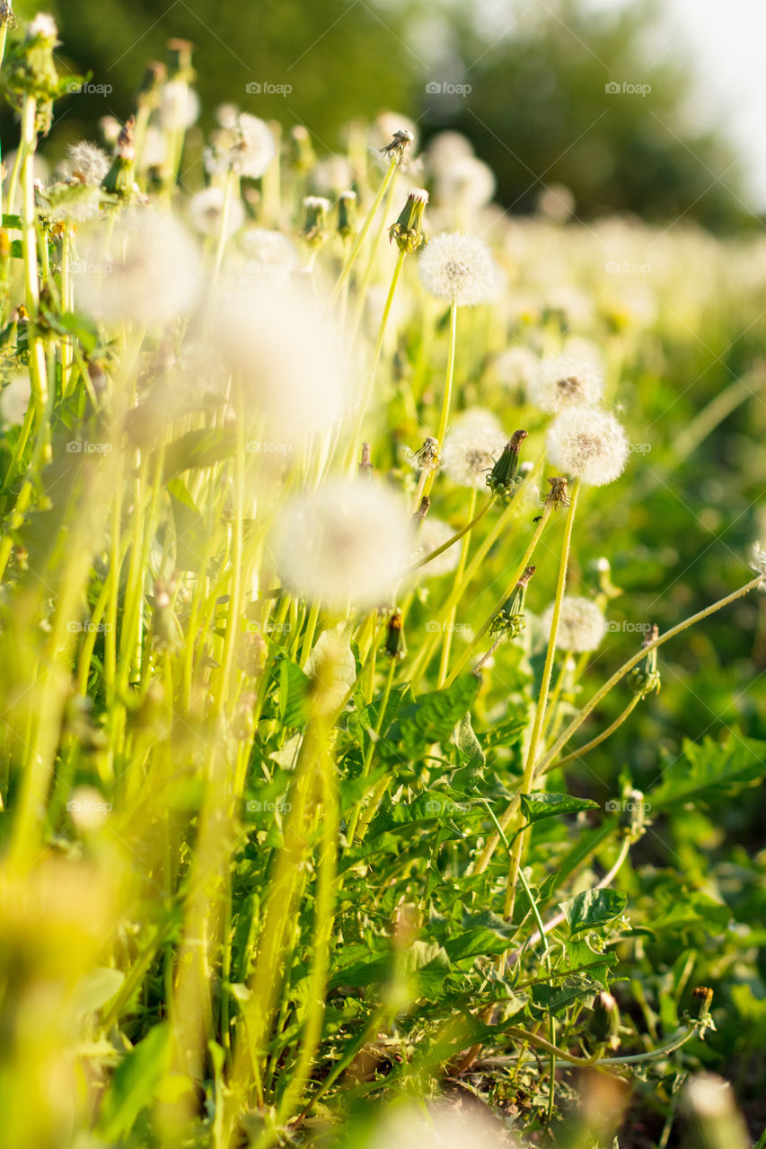 White blooming dandelions