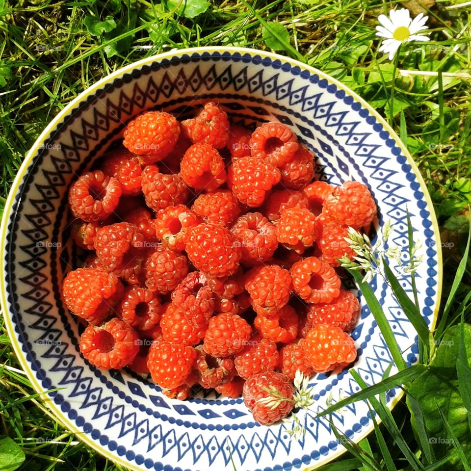 This morning 's raspberries with the sun shining on them.