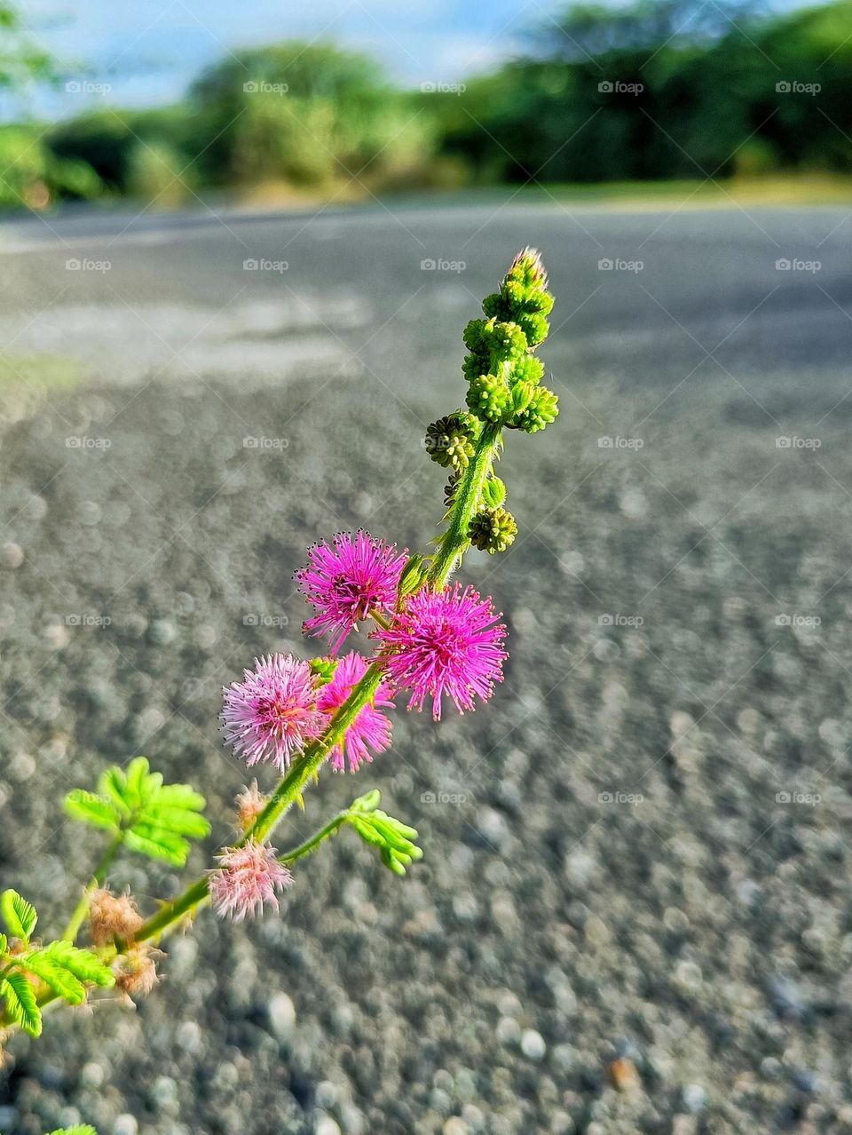 Street flower