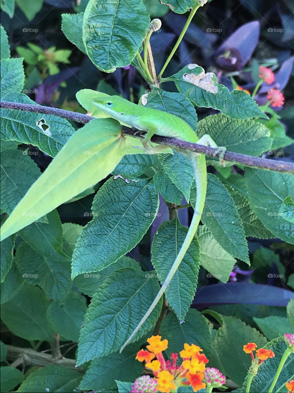 Cute Green Anole Lizard with a Long Tail