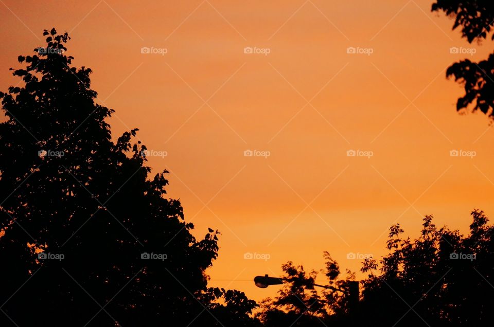 Sunset. Lamppost Between Trees