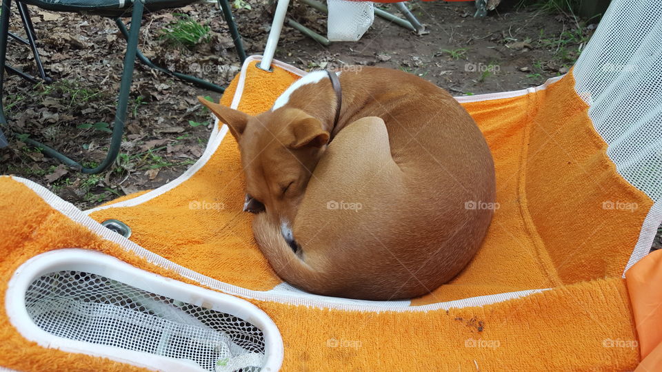 Let sleeping dog lay