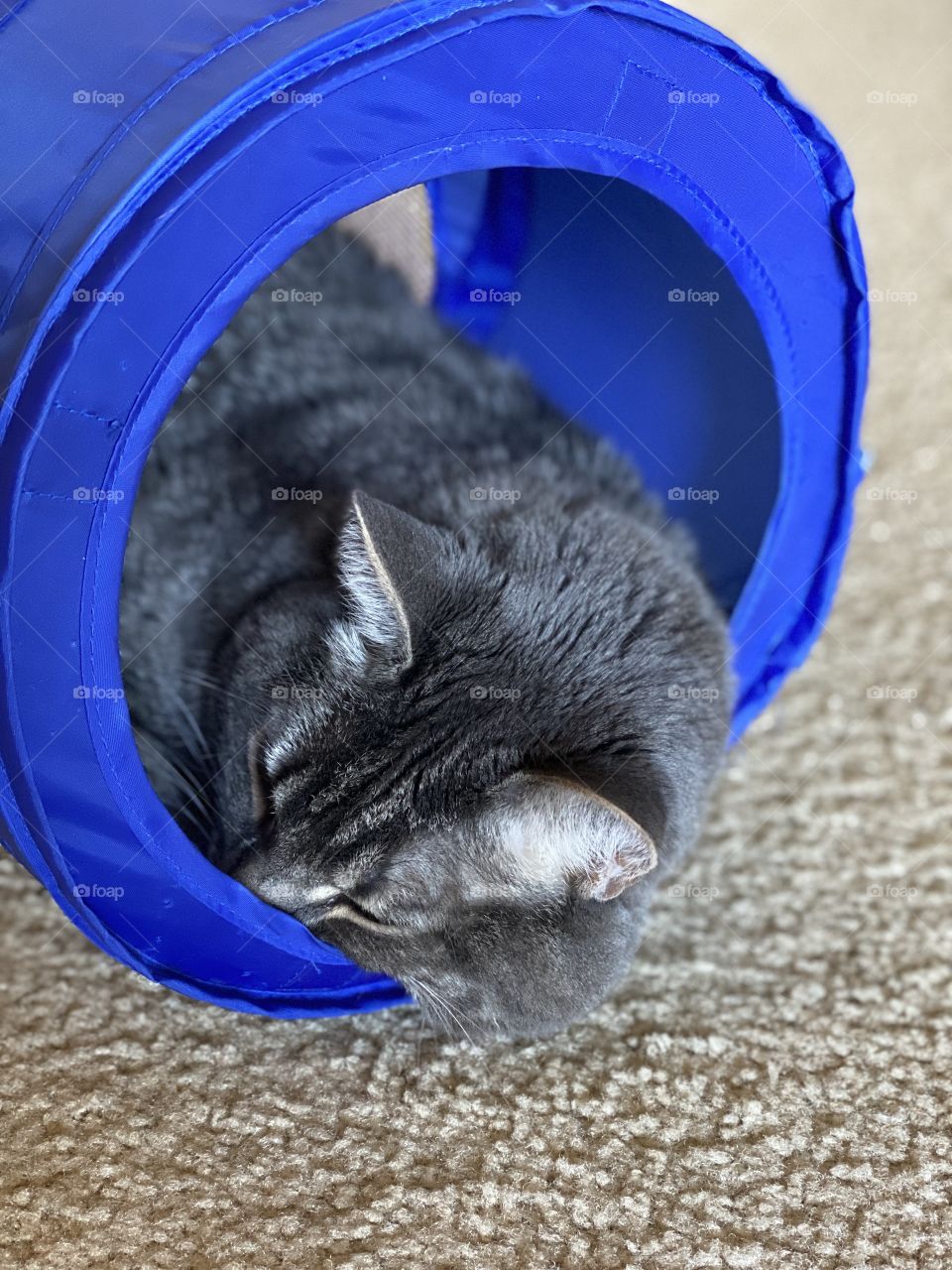 Our cat Phoenix taking a nap in his blue tube in the late afternoon after playing hard