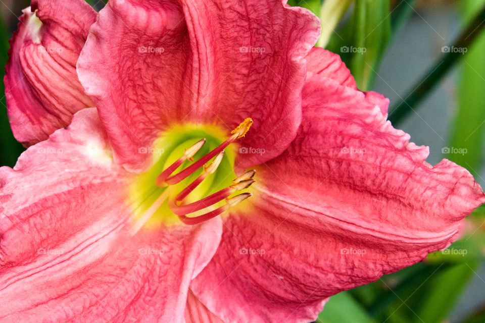 Pink lily closeup