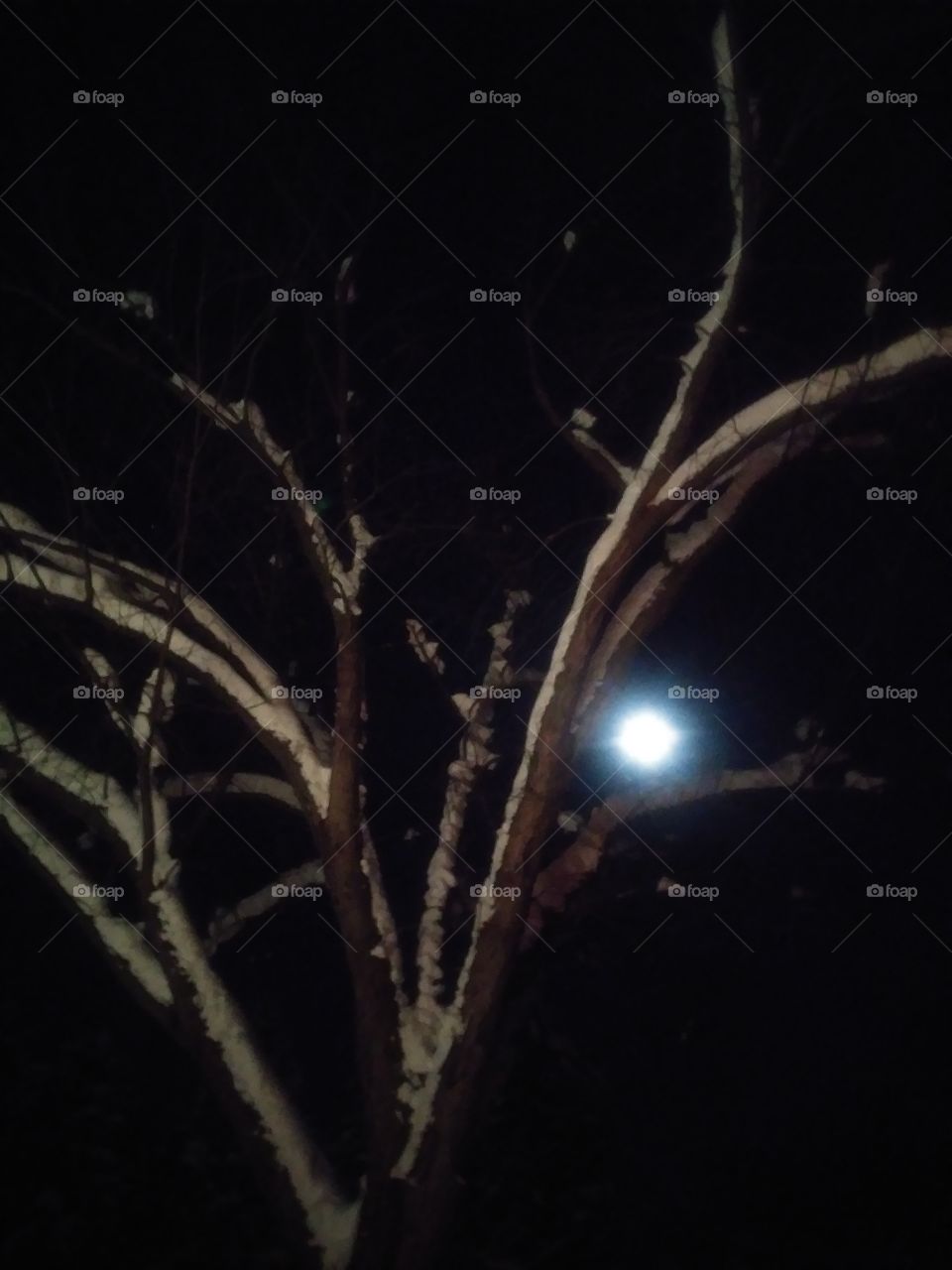 Moon in Winter