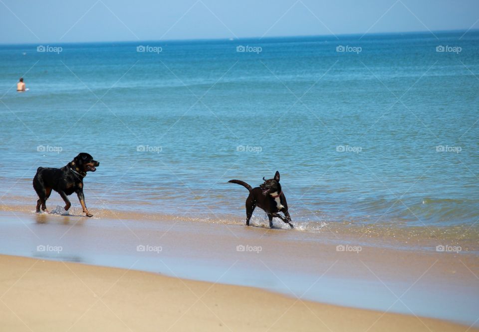 Dogs enjoying the ocean water in Massachusetts 