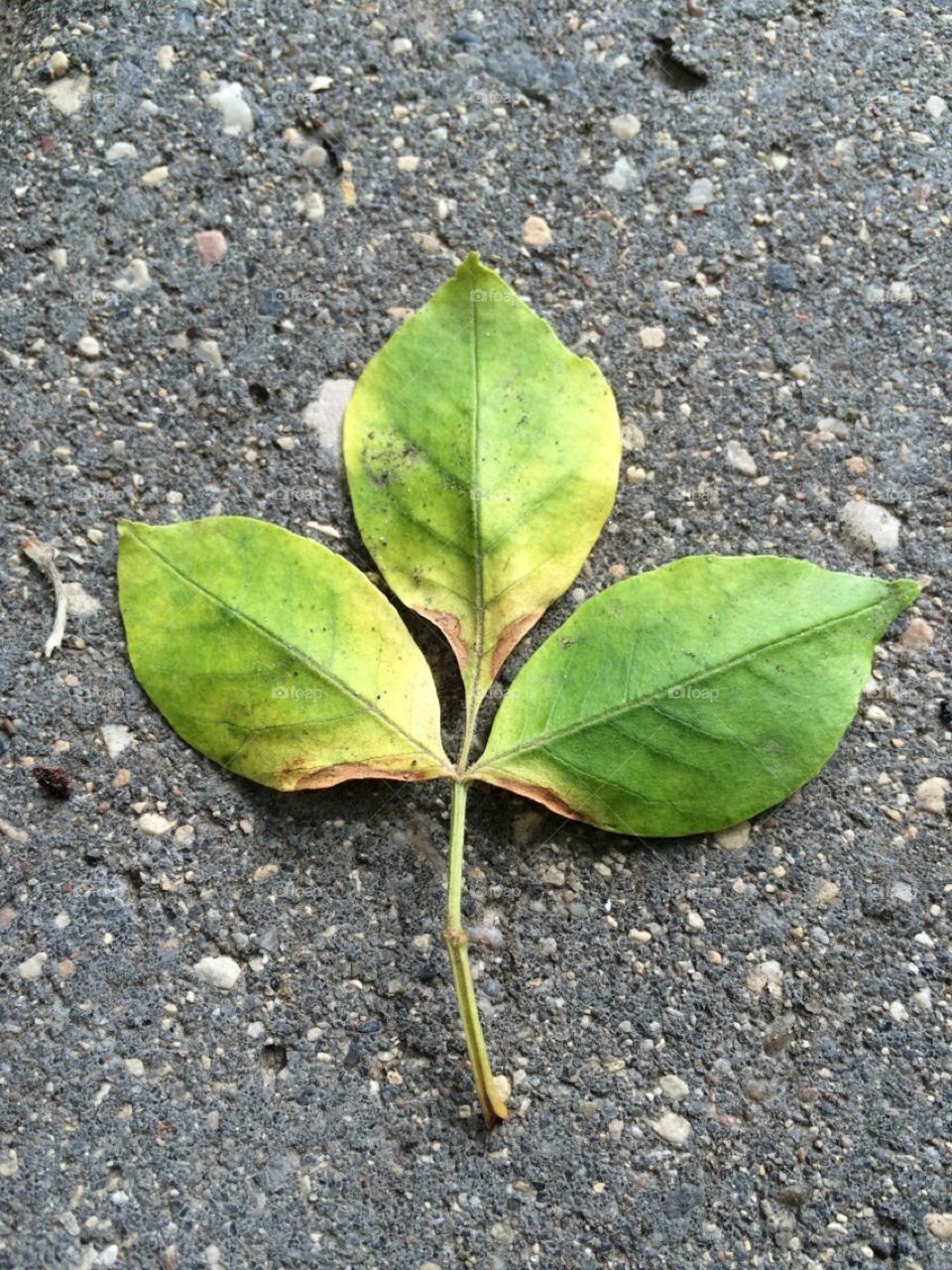 Focusing on a leaf 