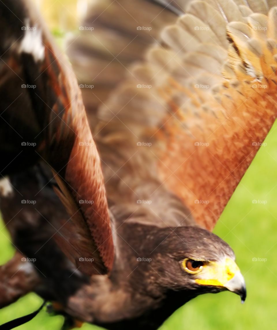 Falcon bird