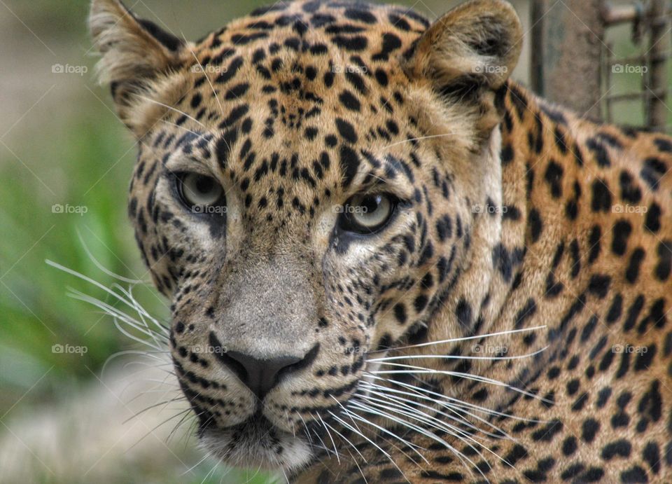 Leopardo