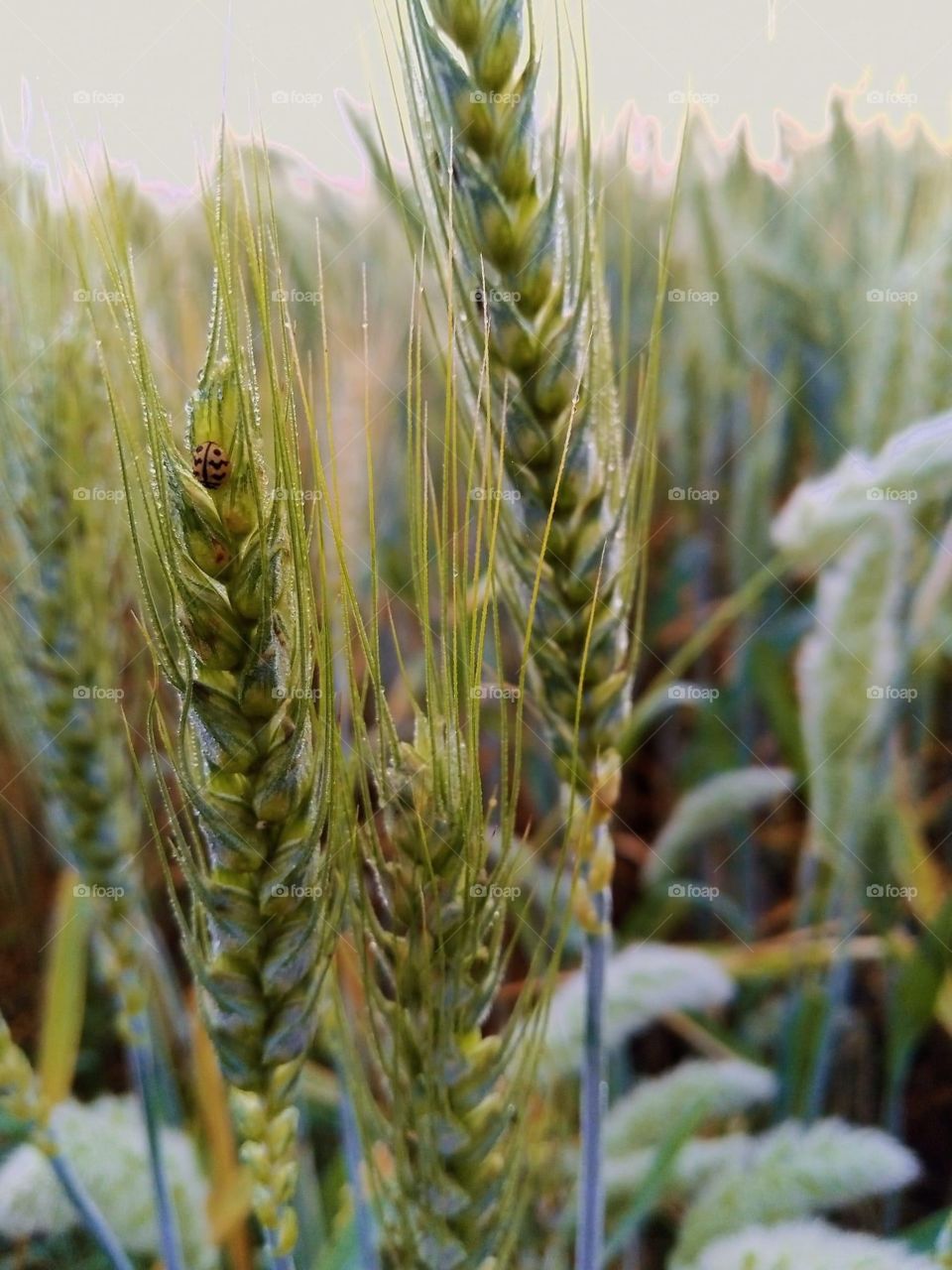 Wheat spikes