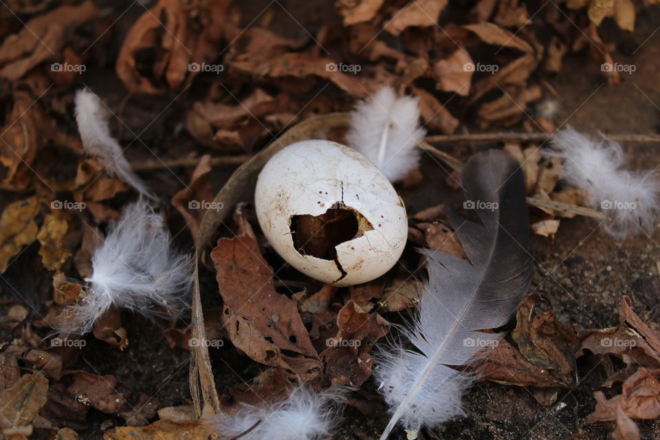 Egg of fallen bird on the ground