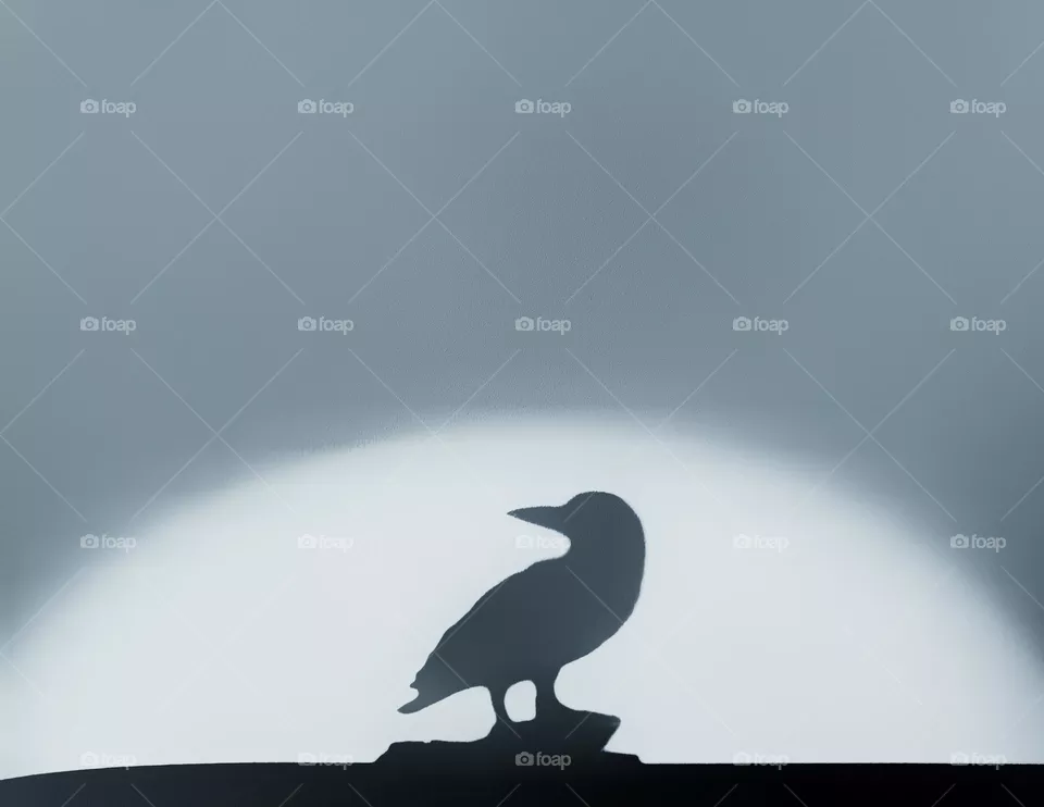 Raven shadow in a pool of light 
