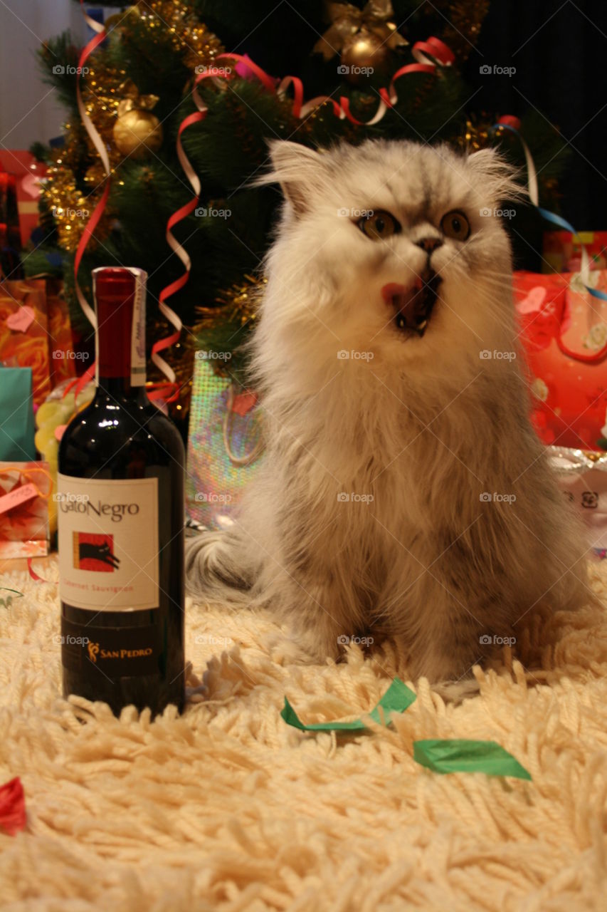 Yawning Cat and Wine 