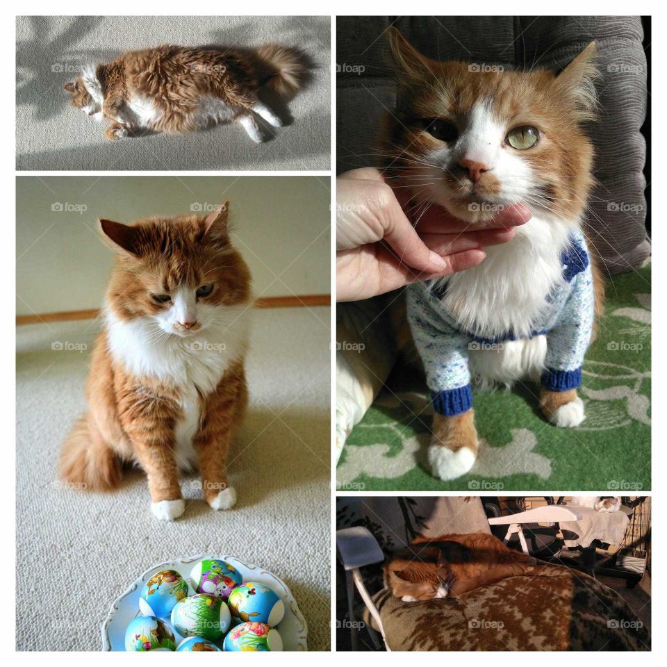 ginger cat pet home collage