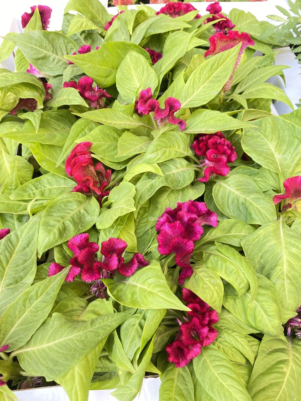 Flower what i liked when i saw it first time.. hope you too like this #flower