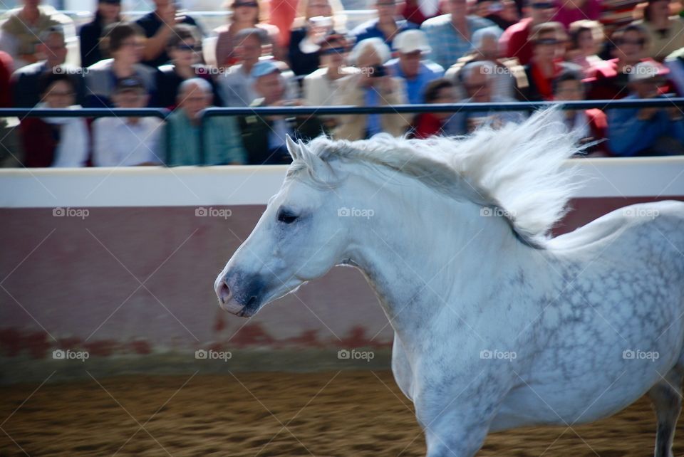 Side view of a horse with spectators