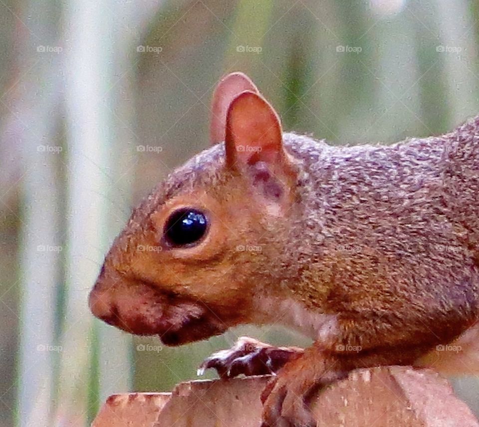 Close up of a squirrel