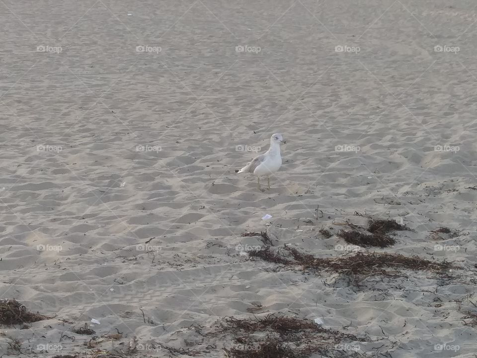 Seagull