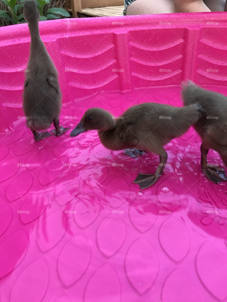 Ducks 