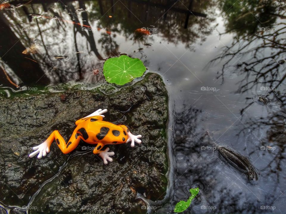 Brightly colored frog in a pond