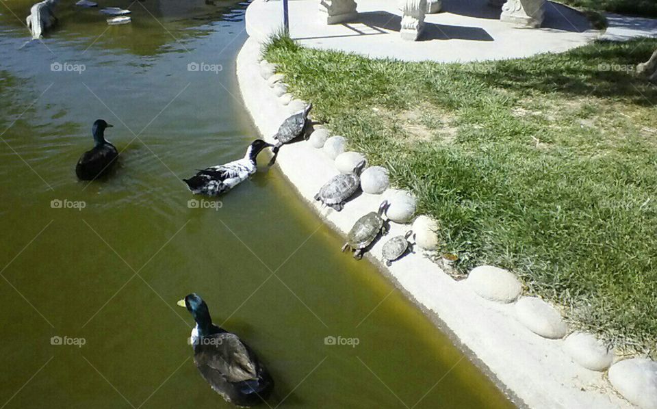 turtle family. In Yermo ca. At Peggy Sues Diner