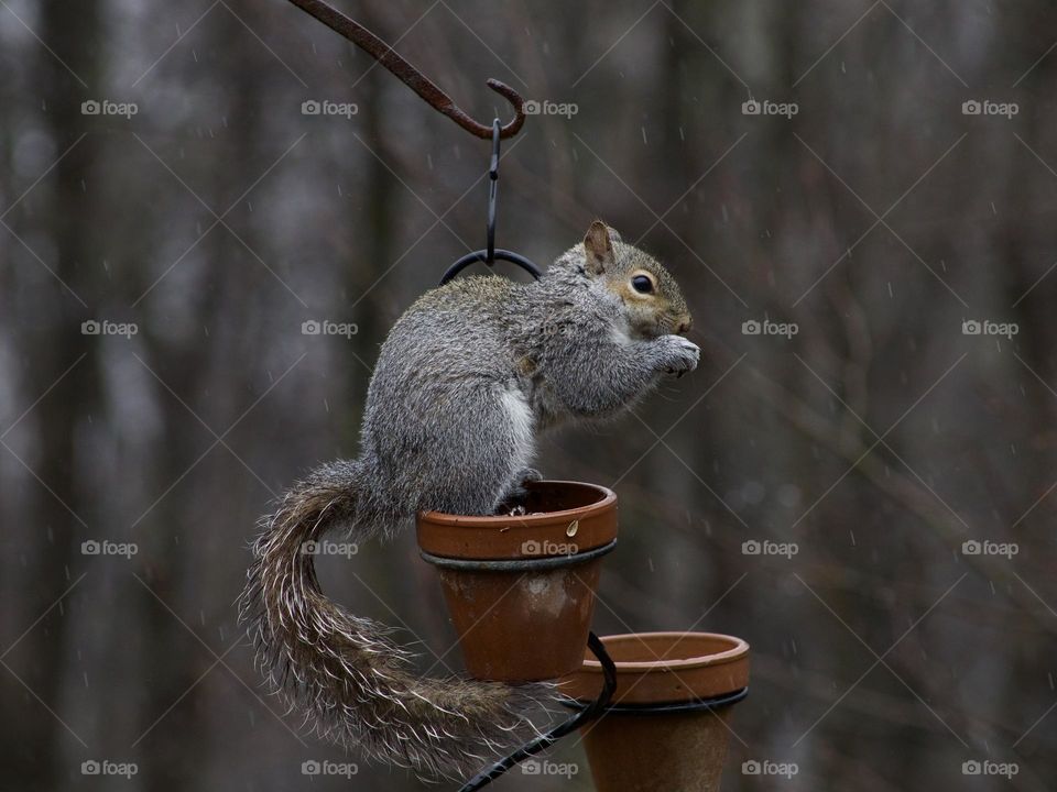 Squirrel portrait during a Spring rain shower