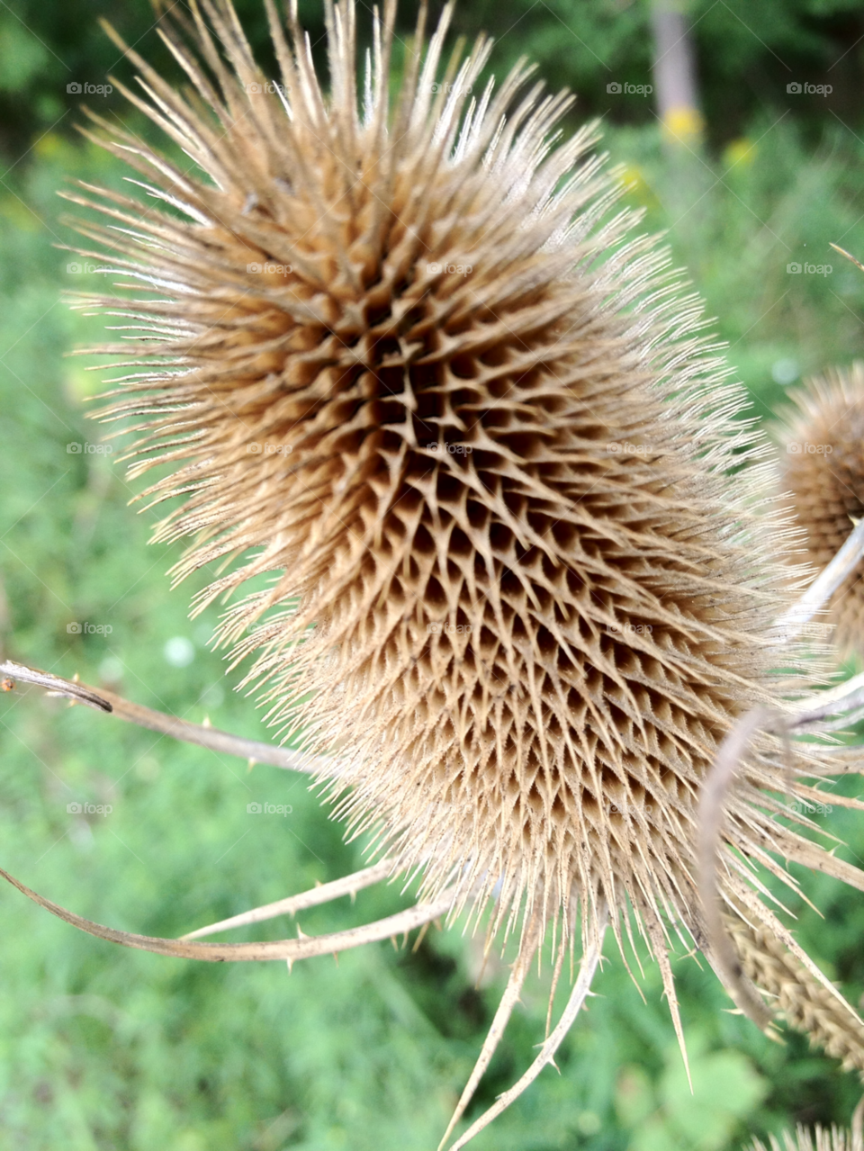 nature flower cool wild by michael_aldsworth