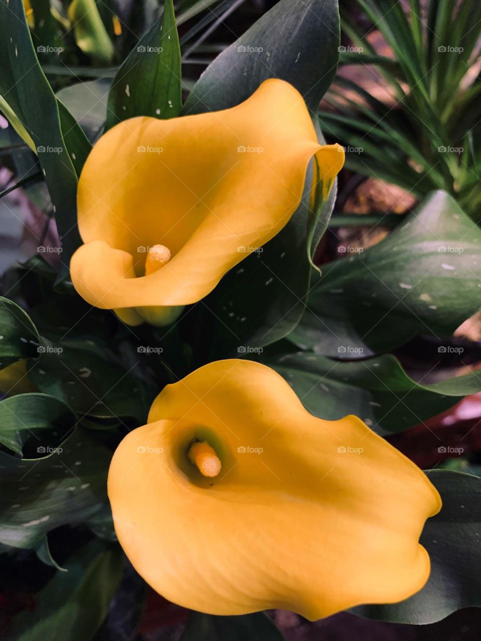 Beautiful flower blossoms of Spotted Calla Lily