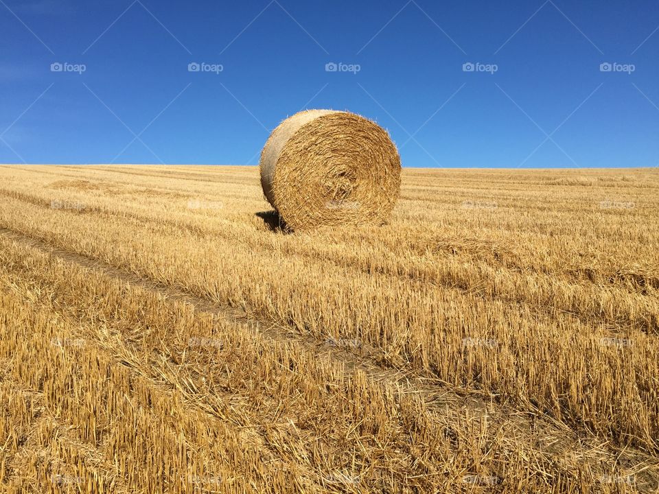 Wheat, Cereal, Straw, Rye, Rural