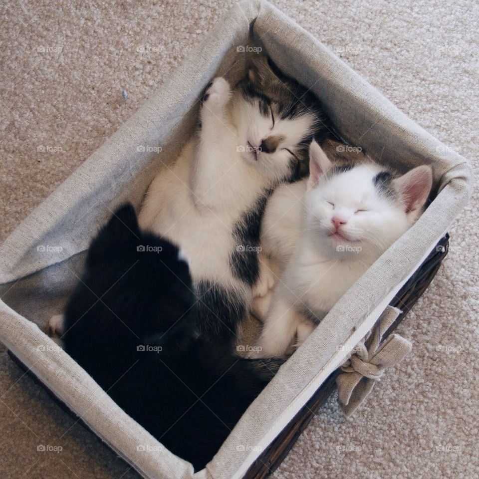Kitten Cuties