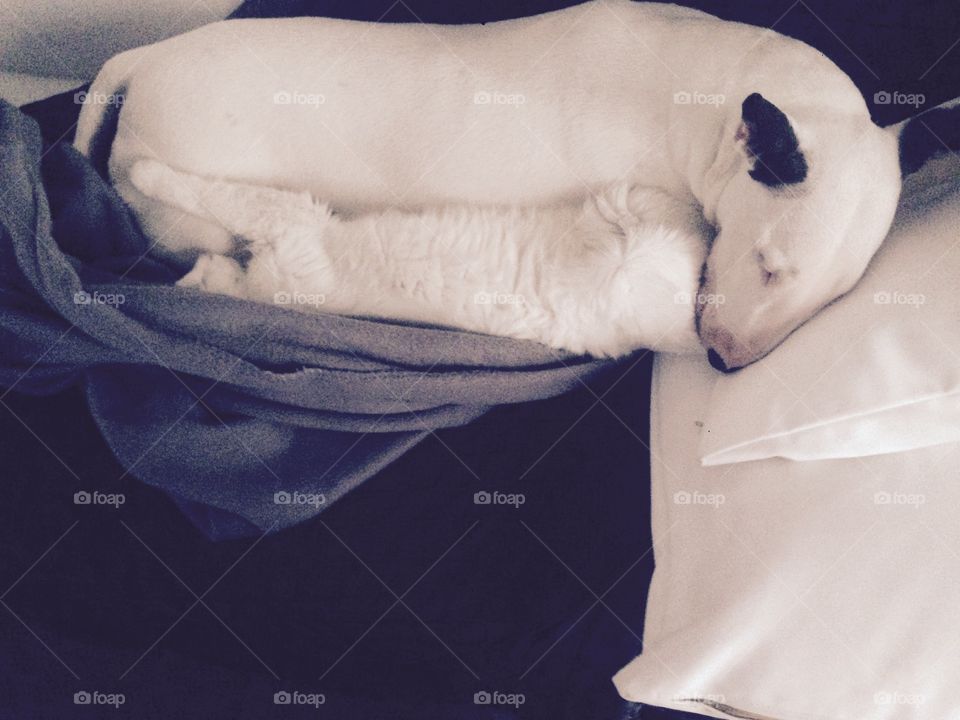 Cat and dog and one sofà 