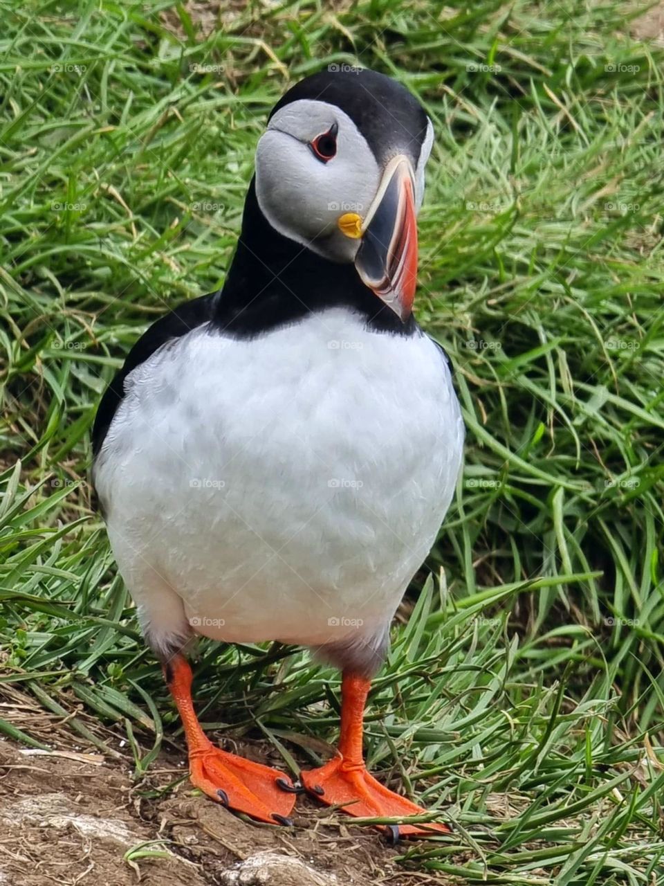 Puffin