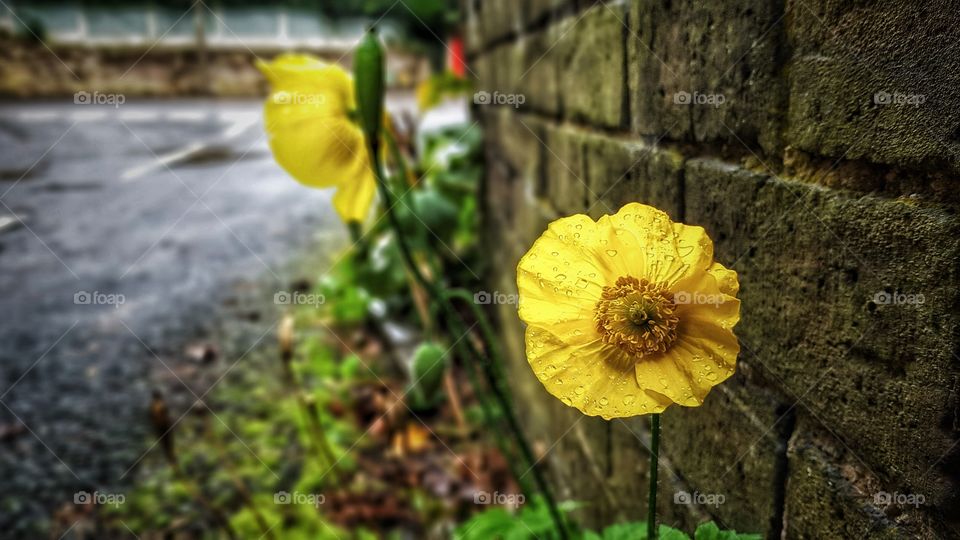 Yellow roadside poppies with ‘that’ telephone box in the background. Fulford Village, Staffordshire England