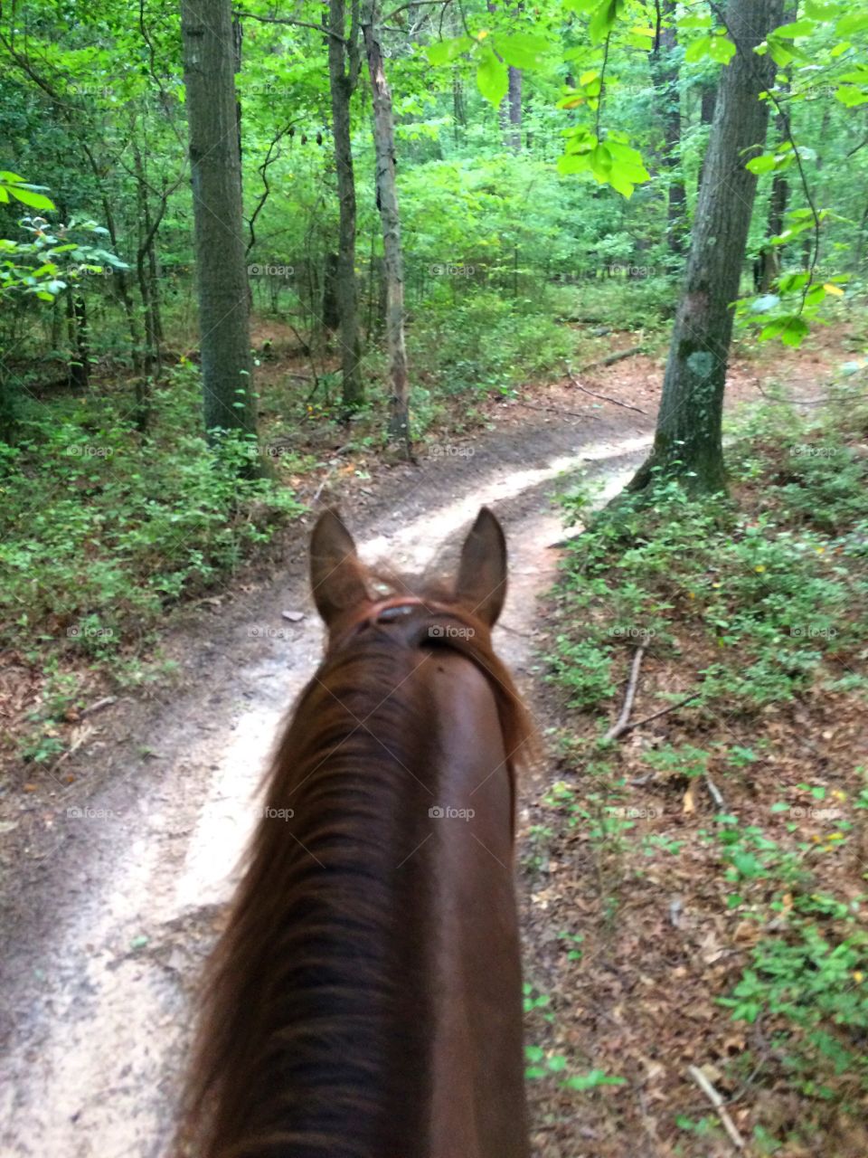 Horseback trail riding 