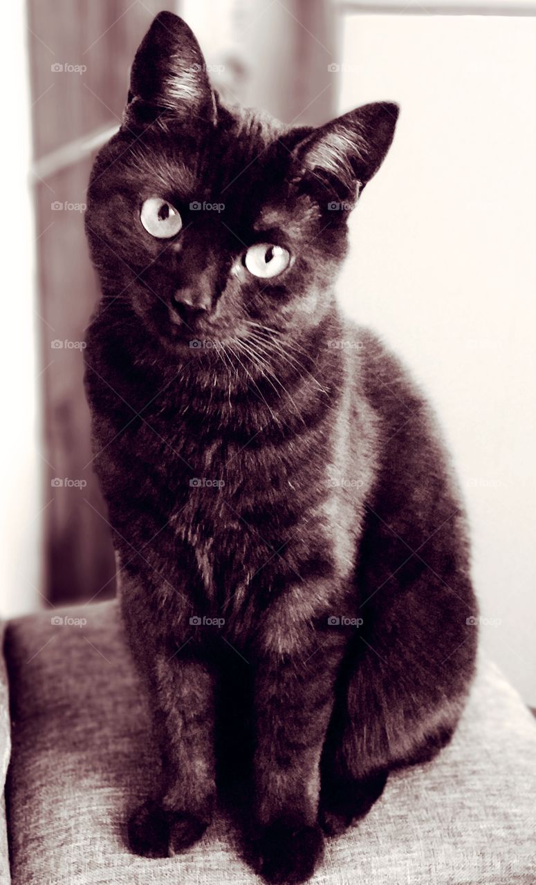 Сat black and white